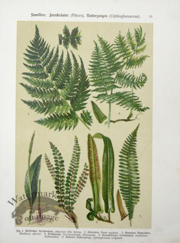 Botanical Atlas 1911 09